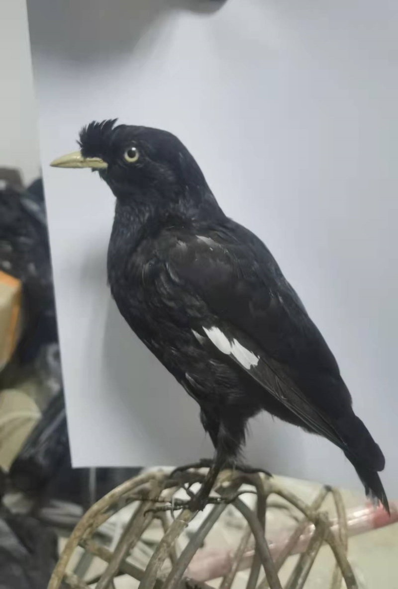 仿真八哥